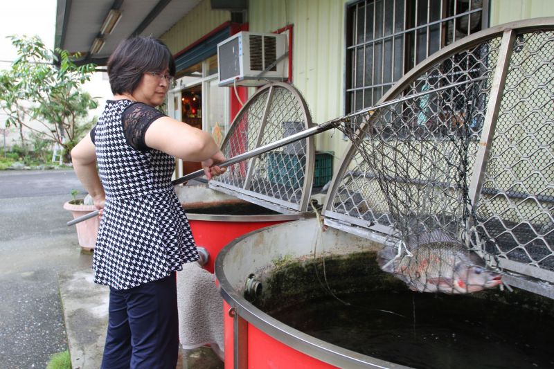 尚青又大尾的活魚，可是從花蓮送來的台灣鯛唷，肉質鮮美有彈性！（盧育君攝影）
