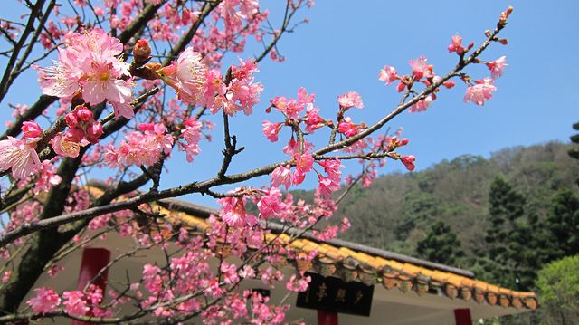 陽明山花季櫻花（flickr cc授權作者jeff~）