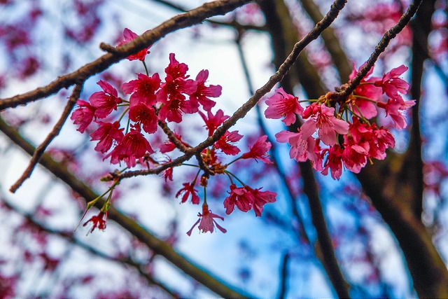陽明山花季櫻花（flickr cc授權作者A-Shiun）