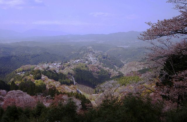 吉野山是奈良的神山聖地，春季櫻花滿山。（擷取自Flickr，作者amesuke）