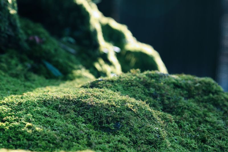 充滿綠意的苔蘚,好似一大片地毯。圖攝/酸鼻子