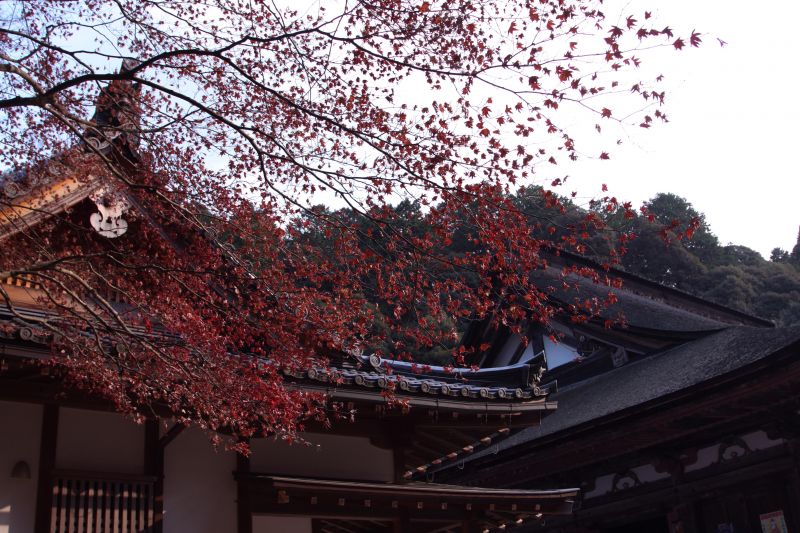 來到西明寺就不得不來看看紅葉絕景。圖攝/酸鼻子