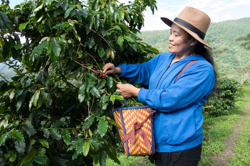 英惠原藝民宿主人 也是咖啡豆農，悉心揀選成熟的果實。（蘇國輝攝影）