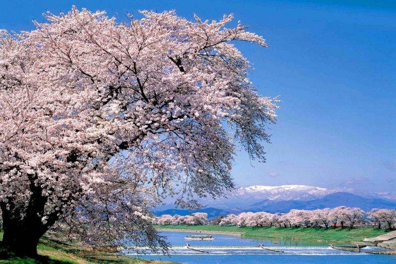 每年3到4月，在宮城縣南大河原町的白石川堤兩岸，會有上千棵的櫻花樹同時綻放。（圖片：宮城縣南提供）
