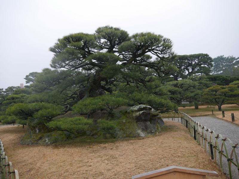 香川是日本松樹盆景的最大產地，栗林公園也以姿態各異的松樹景觀聞名，圖為鶴龜松。薛如茵攝影