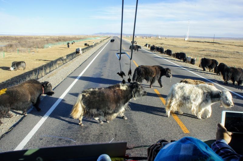 從車子擋風玻璃望出去，就是牛羊過馬路畫片。