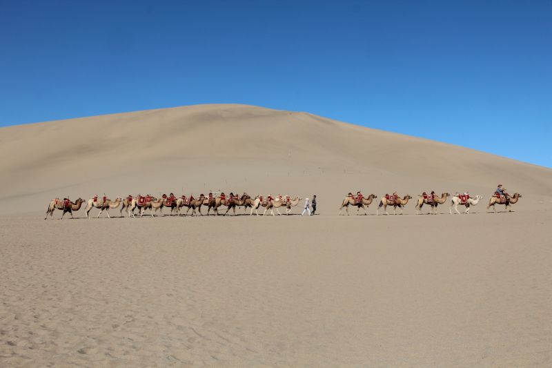 駱駝騎乘隊伍