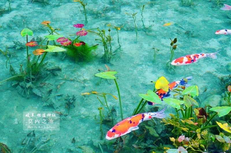圖片來源:偽日本人May提供