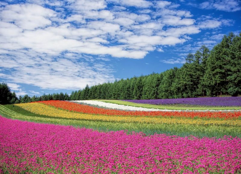 夏天的北海道絕對嫑嫑錯過的富良野薰衣草花田 欣傳媒