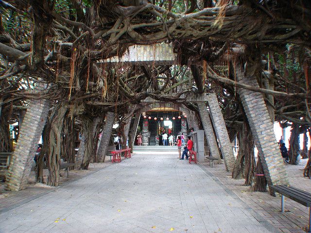 通梁古榕樹林三百多年，是澎湖難得的景觀(Flickr授權作者-Ray Yu)