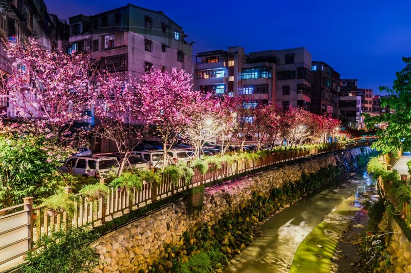 生活 2017 土城希望之河 左岸賞夜櫻 欣傳媒