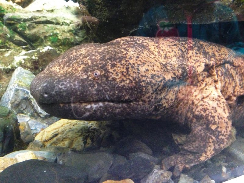 好想住下來 京都水族館讓人只想在這裡待上一整天 欣傳媒