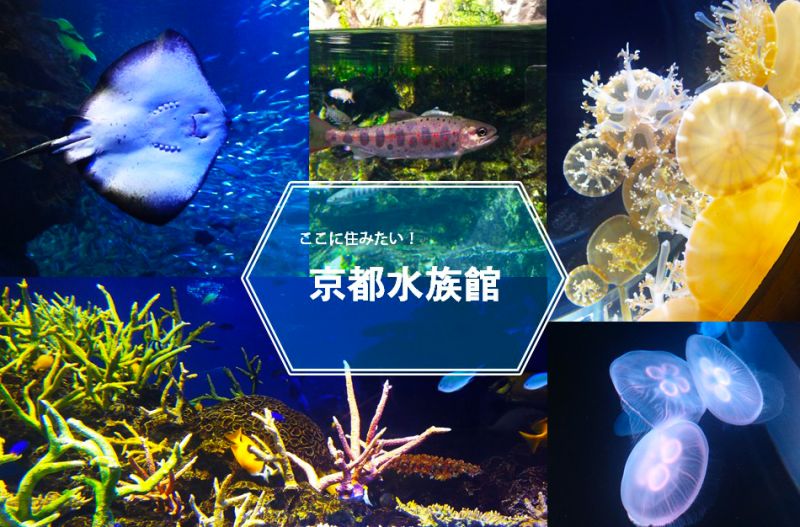 好想住下來 京都水族館讓人只想在這裡待上一整天 欣傳媒