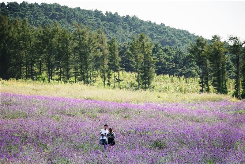 紫煙薰衣草莊園光是種植薰衣草的地方，就有1600多畝之大。