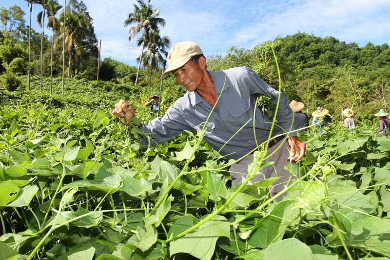 跟龍鬚菜達人學手工採菜 欣傳媒