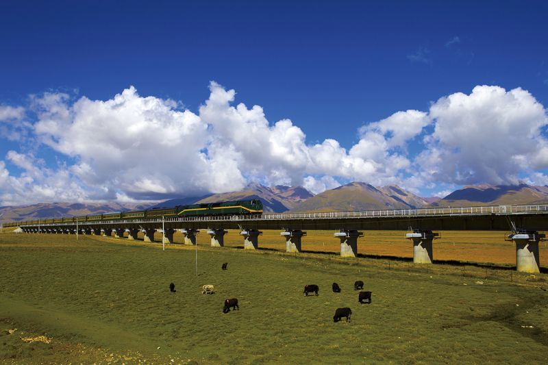 奔馳在大草原上的青藏火車，沿途皆可看見遼闊草地、巍峨高山與低頭吃草的牛羊。（照片提供：123RF）