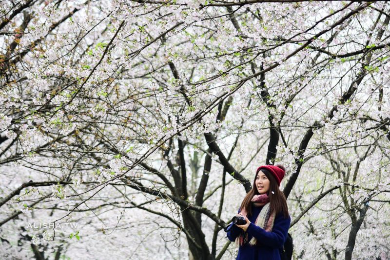 東湖櫻園 世界三大賞櫻勝地之一 相遇在白櫻飛雪的季節(圖片提供/Alisha)