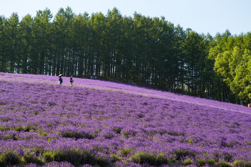 北海道夏日的薰衣草花海。(圖片來源:Flickr CC授權作者想回家的貓)