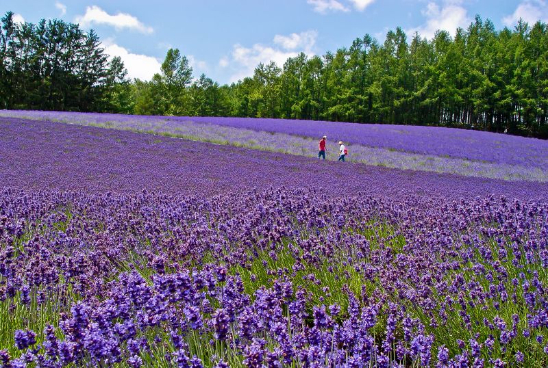 北海道薰衣草花田(圖片來源:Flickr CC授權作者GOLDEN KUO)