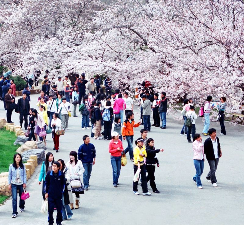 大連是東北很有名的旅遊城市,每年的4、5月更是整城充滿夢幻櫻花。