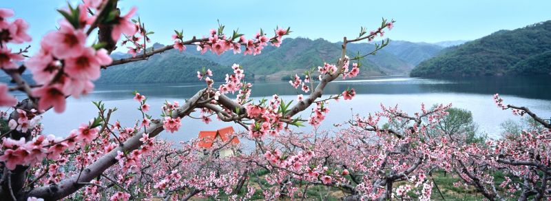 河口桃花漫山遍野,各種顏色爭相競艷,每年到此時都成為各地媒體報導焦點。
