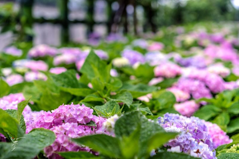 攝影:愛心夢\FB:https://www.facebook.com/Love.Heart.Dream.Blog