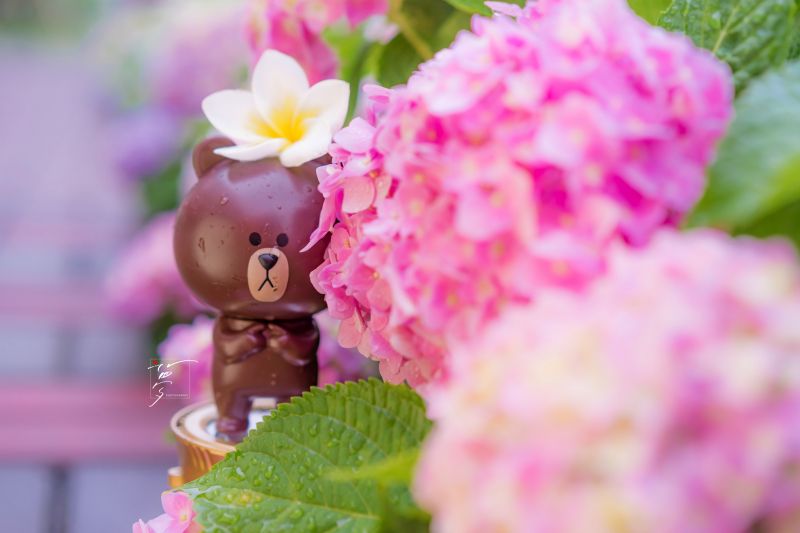 攝影:愛心夢\FB:https://www.facebook.com/Love.Heart.Dream.Blog