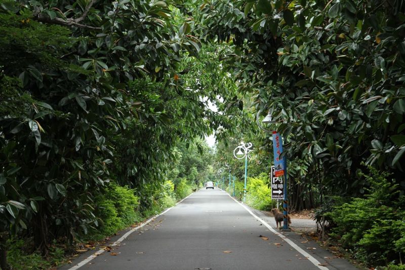 輕騎行活動途中會經過林蔭蓊鬱的綠色隧道，穿梭涼爽樹林中，令人心曠神怡。（攝影／盧育君）