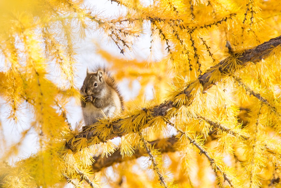 阿拉斯加費爾班(Fairbanks)金秋的松鼠。(Photo | 貝琪梨 )
