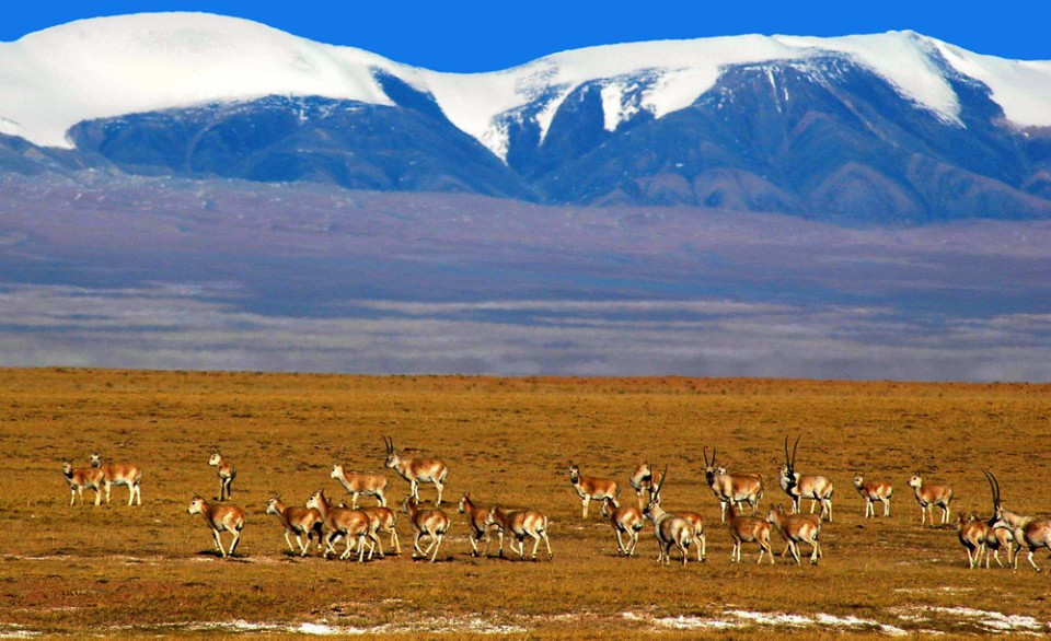 可可西里的藏羚羊是她最珍貴的生態保護之一。