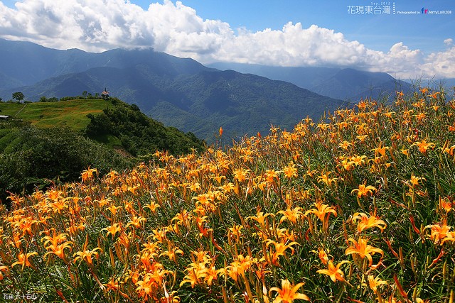 六十石山又被稱為金針花的故鄉(Flickr授權作者-Jerry Lai )