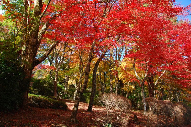 以五感親赴秋之盛宴日本神奈川縣箱根溫泉 欣旅遊bonvoyage 欣傳媒旅遊頻道