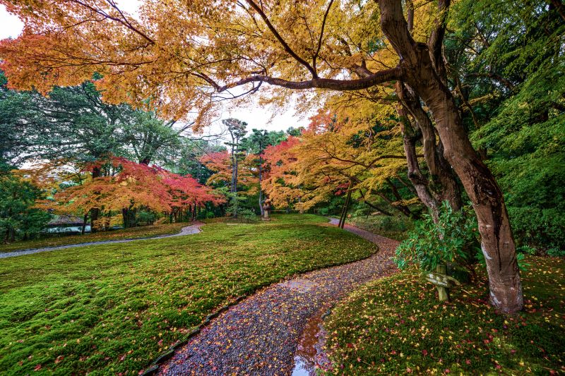 前进日本奈良公园 踏著秋红落枫寻鹿踪-欣日本