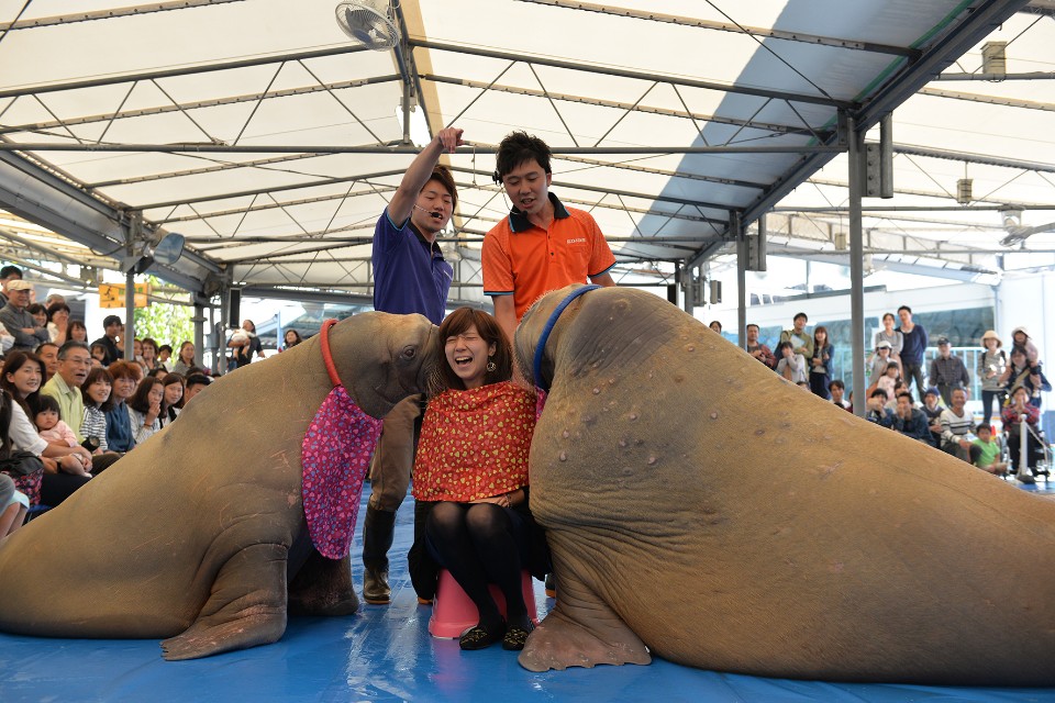 圖:鳥羽水族館