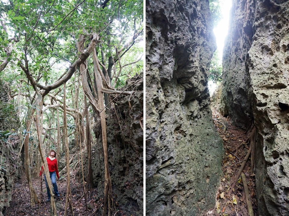 夏綠地民宿帶路探險，穿過狹窄的珊瑚礁岩縫，看會走路的榕樹。（攝影／林郁姍）