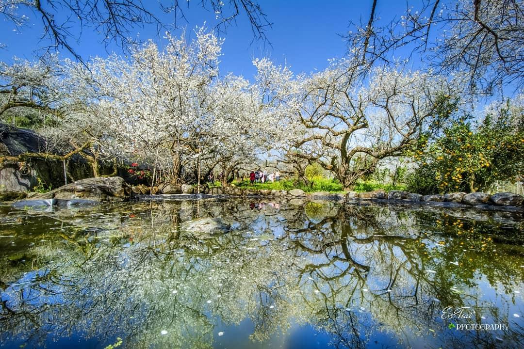 21全台賞梅好去處 8大梅園必看特色 欣傳媒