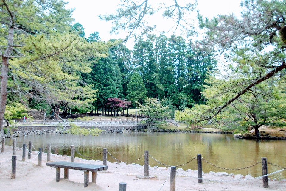 東大寺 小 鹿 亂撞漫步行 日本 奈良 欣傳媒