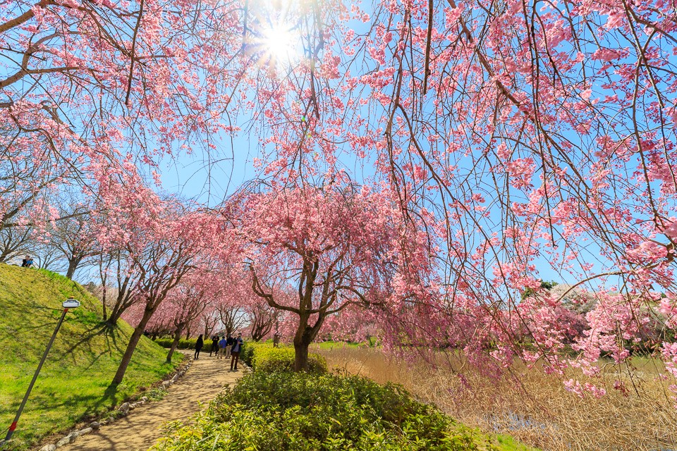 實戰samyang Af 14mm F2 8 Ef 茨城県の桜名所常陸風土記の丘 欣傳媒