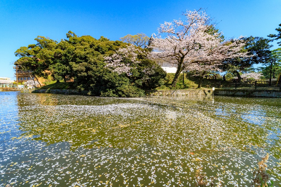 實戰samyang Af 14mm F2 8 Ef 茨城県の桜名所亀城公園 欣傳媒