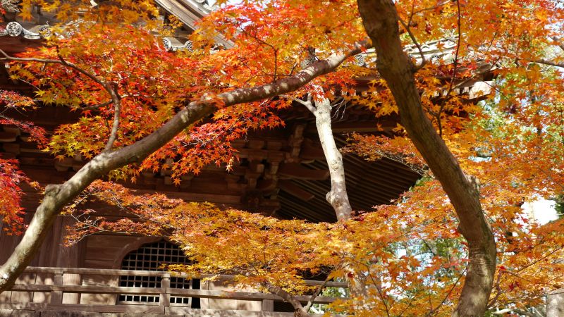 前往山口功山寺找尋歷史與秋楓下的旅行名所 欣旅遊bonvoyage 欣傳媒旅遊頻道