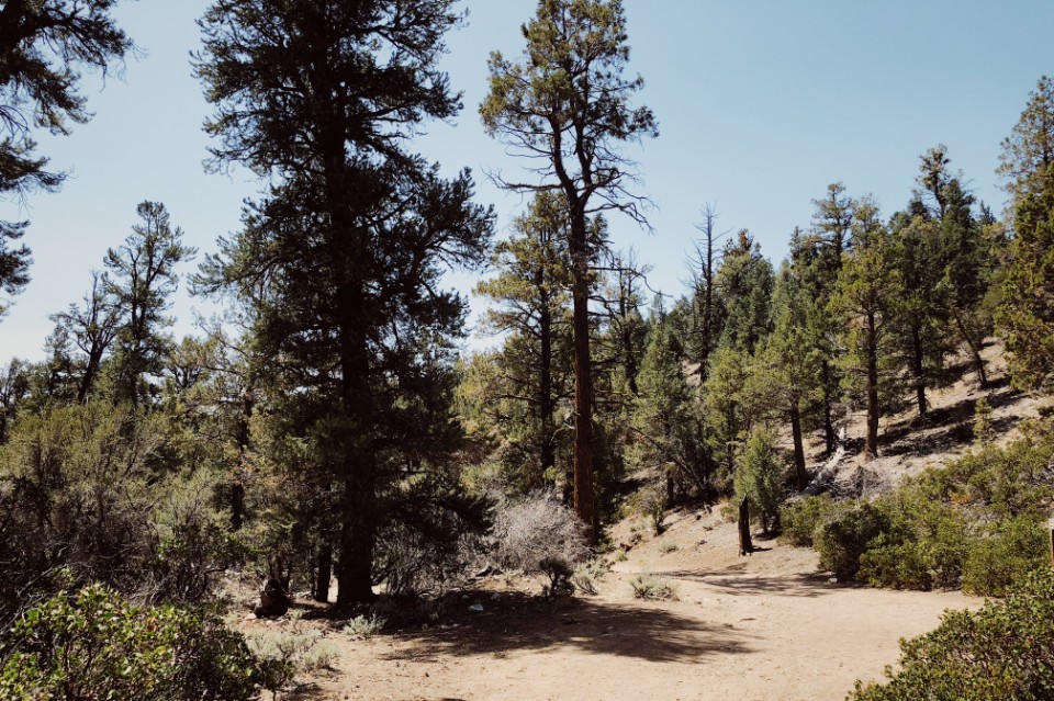 美國 洛杉磯 大熊湖（Big Bear Lake）美洲獅鬃毛步道（Cougar Crest Trail）