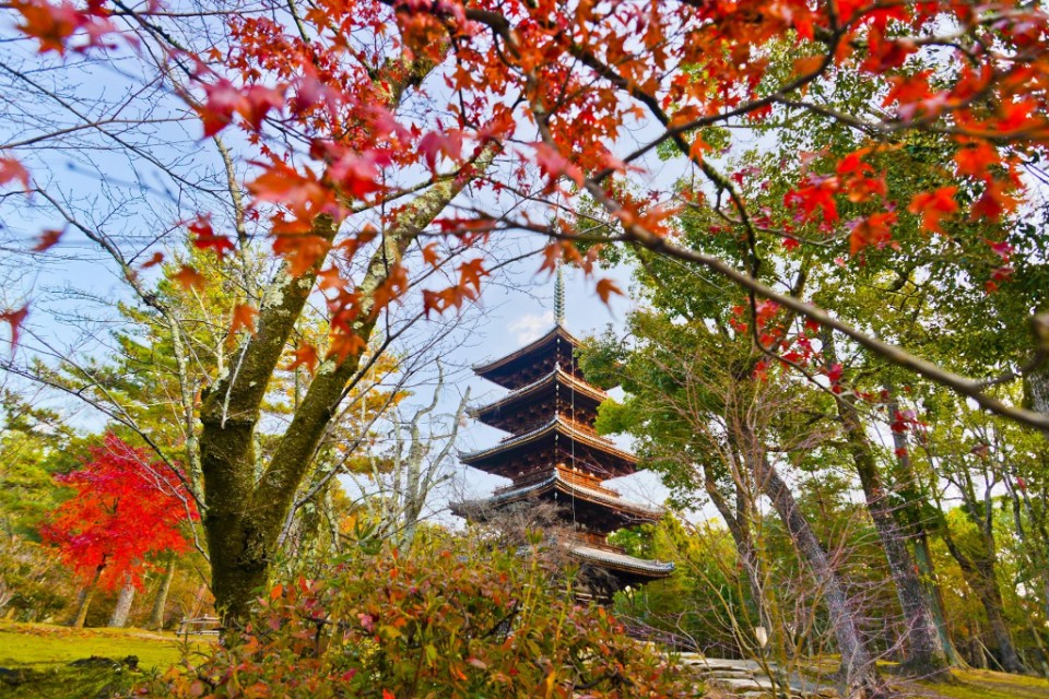 喫小茶的上洛日記第七章御寺仁和寺 欣傳媒