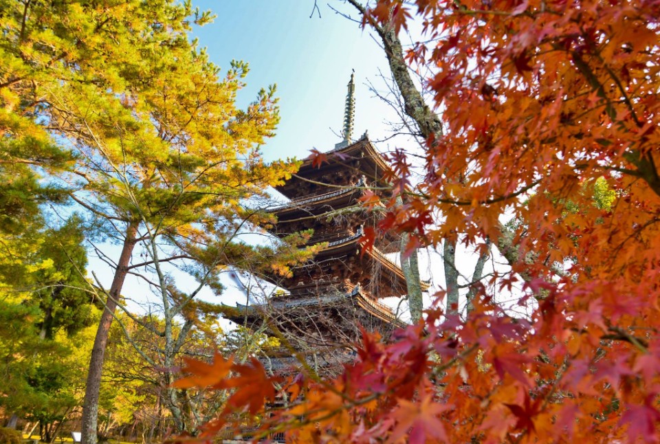 喫小茶的上洛日記第七章御寺仁和寺 欣傳媒