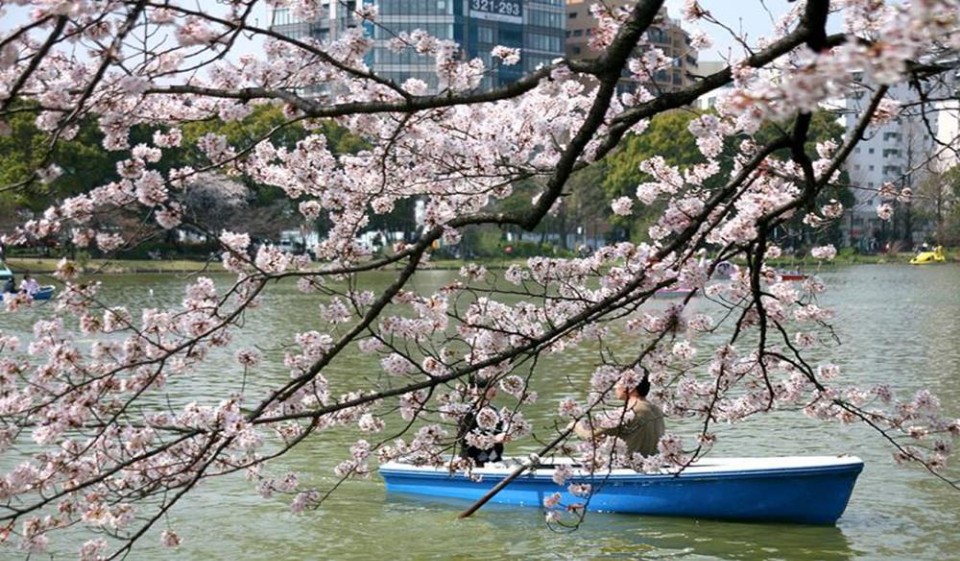 【2020東京賞櫻】東京賞櫻景點、花期預測、夜櫻時間、交通、住宿全攻略