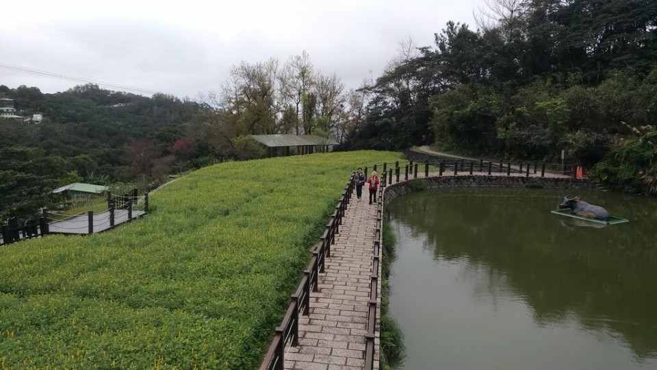 旅遊 快來貓空 魯冰花花海 綻放 順遊樟樹 樟湖步道 欣傳媒