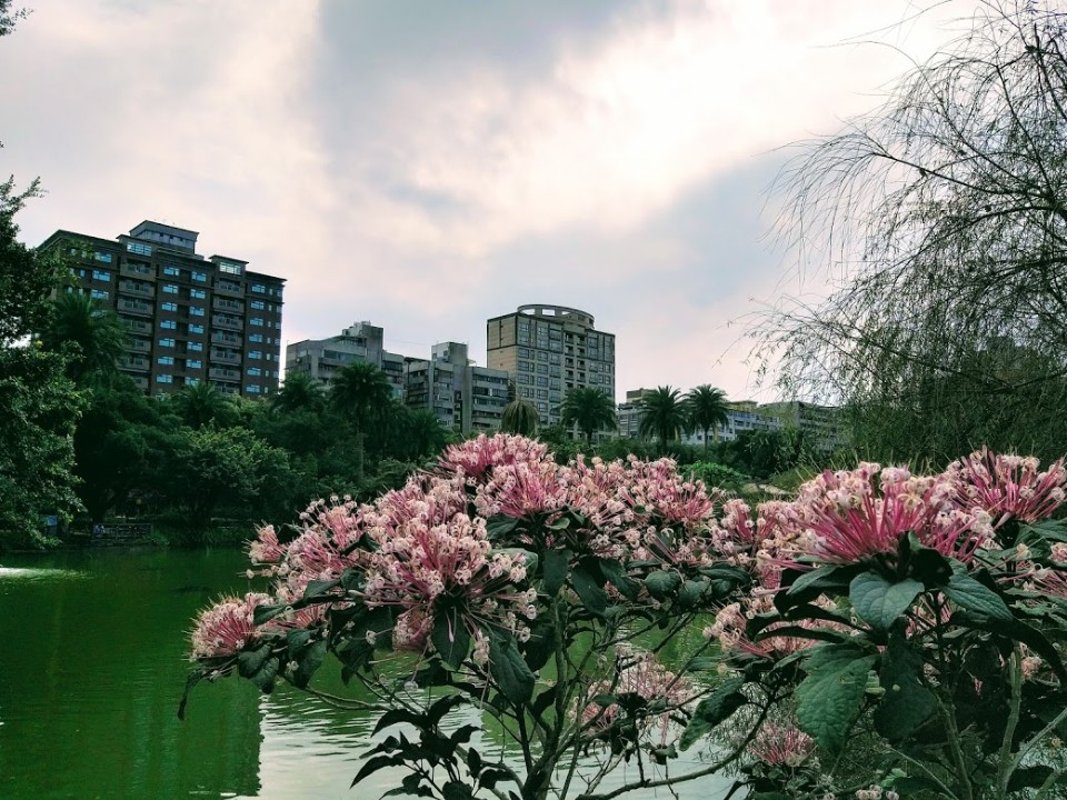 【旅遊】2020國父紀念館賞櫻花，河津櫻滿開、點點八重櫻、杜