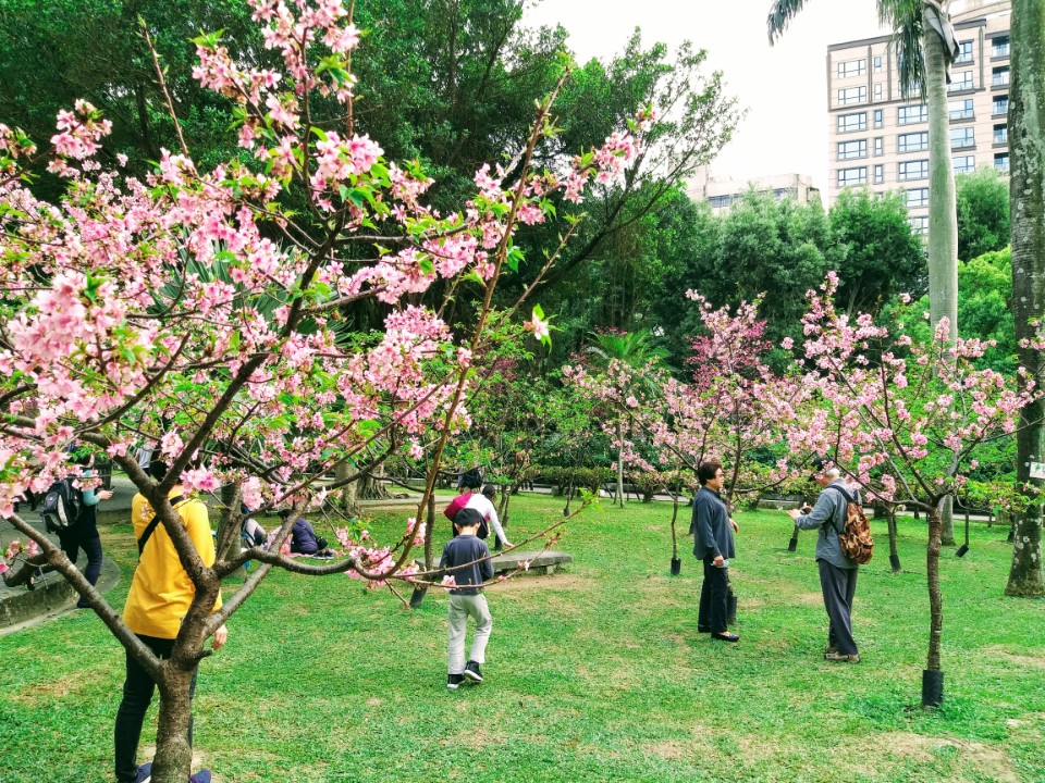 【旅遊】2020國父紀念館賞櫻花，河津櫻滿開、點點八重櫻、杜