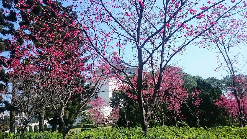 【旅遊】台北市賞花小旅行 - 中正紀念堂八重櫻、大漁櫻 粉紅