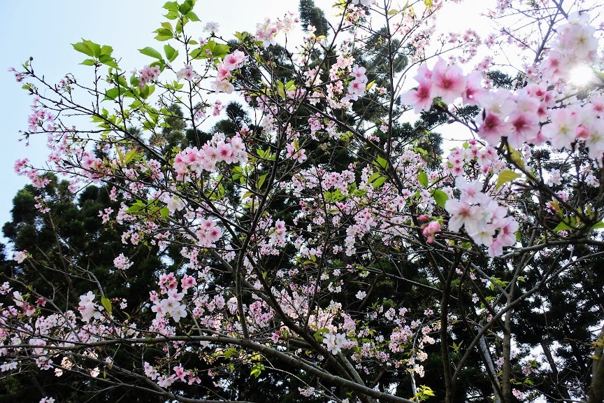 【旅遊】台北市賞花小旅行 - 中正紀念堂八重櫻、大漁櫻 粉紅