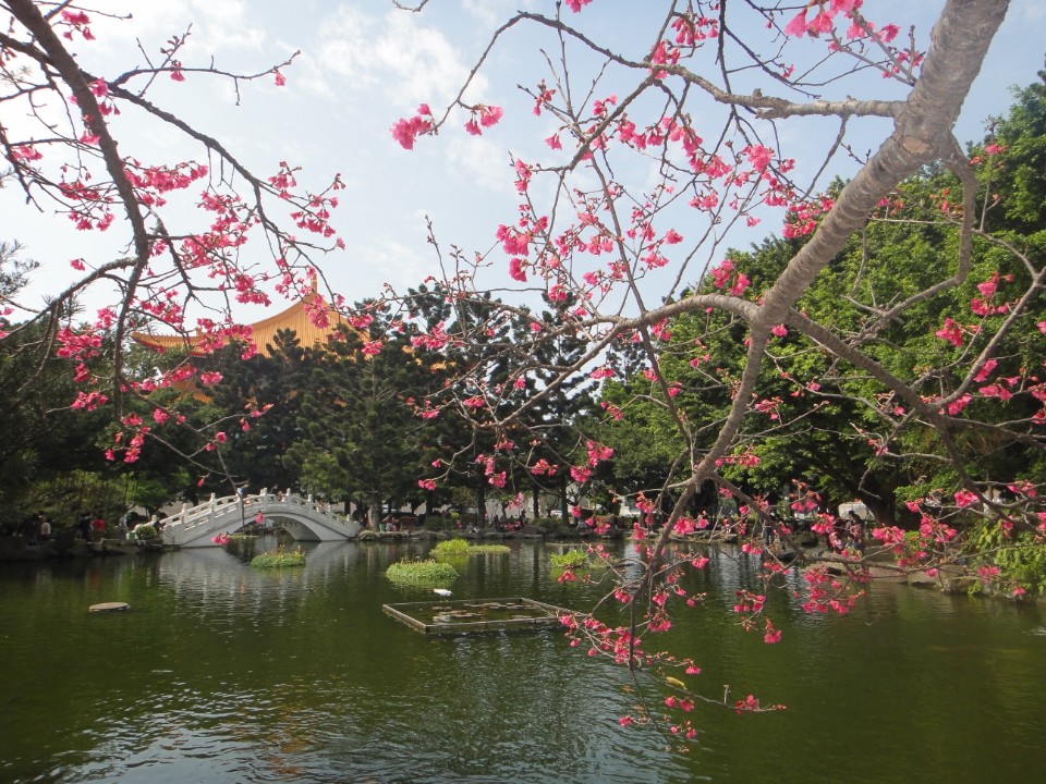 【旅遊】台北市賞花小旅行 - 中正紀念堂八重櫻、大漁櫻 粉紅